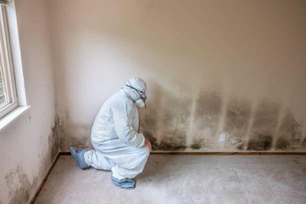 Best Attic Mold Removal  in Morristown, TN